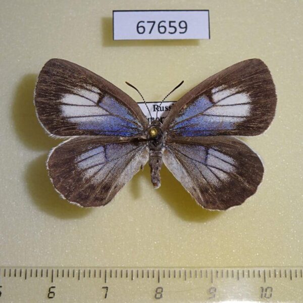 Lycaenidae Artopoetes pryeri f Primorye