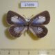 67659p Lycaenidae Artopoetes pryeri f Primorye $7