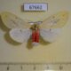 67662p Arctiidae Lemyra jankowskii f Primorye $9
