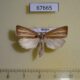 67665p Crambidae Loxoneptera sp. hampsoni Primorye $10