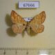 67666p Geometridae Ectephrina semilutata f Primorye $7