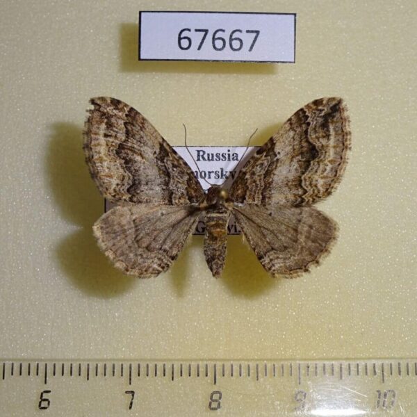 Geometridae Pelurga taczanowskiaria f Primorye