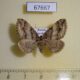 67667p Geometridae Pelurga taczanowskiaria f Primorye $8