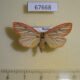 67668p Arctiidae Melanaema venata f Primorye $12