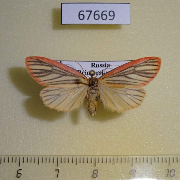 Arctiidae Melanaema venata f Primorye