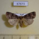 67673p Noctuidae Xestia descripta f Primorye $6