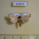 67675p Noctuidae Sesamia turpis Primorye $20