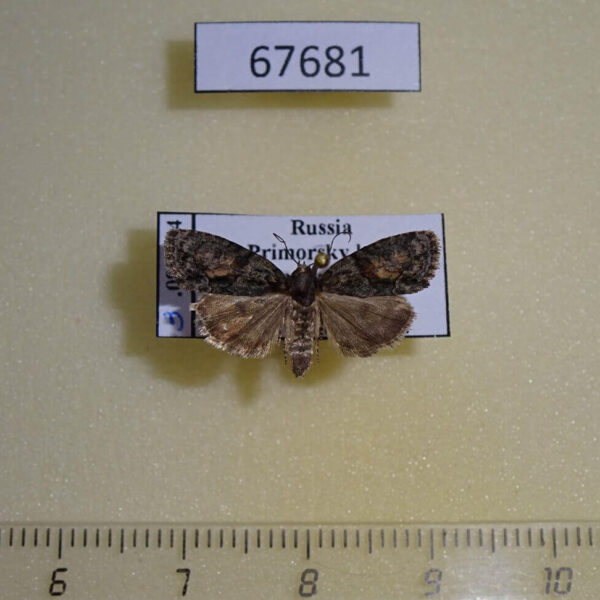 Noctuidae Cryphia bryophasma Primorye