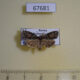 67681p Noctuidae Cryphia bryophasma Primorye $10
