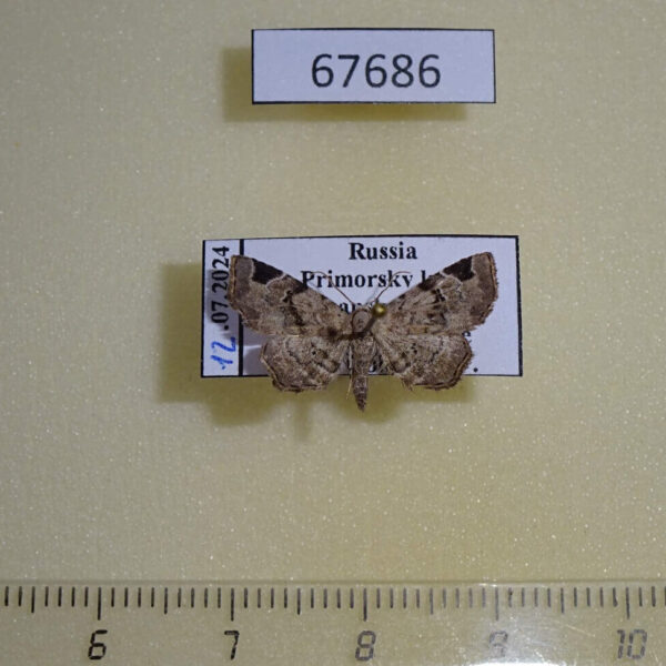 Noctuidae Aventiola pusilla Primorye