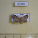 67686p Noctuidae Aventiola pusilla Primorye $7