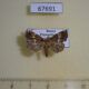 67691p Noctuidae Erastroides fentoni Primorye $10