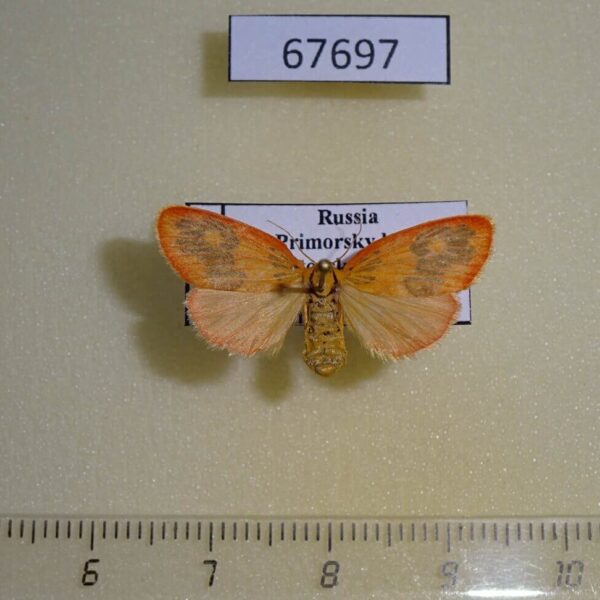 Arctiidae Stigmatophora rhodophila f Primorye