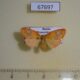 67697p Arctiidae Stigmatophora rhodophila f Primorye $10