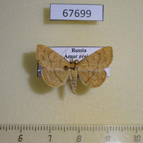 Noctuidae Paracolax tristalis Amur reg.