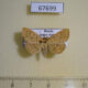 67699p Noctuidae Paracolax tristalis Amur reg. $5