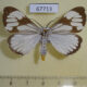 67713p Arctiidae Nyctemera coleta Thailand $6