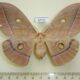 67721p Saturniidae Antheraea yamamai f Primorye $8