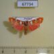 67734p Arctiidae Cyana weerawoothi Thailand $7
