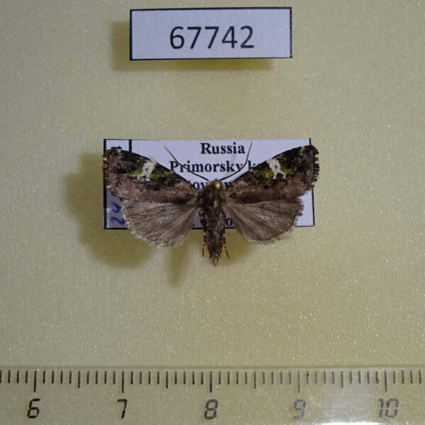 Noctuidae Prometopus flavicollis Primorye