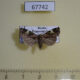 67742p Noctuidae Prometopus flavicollis Primorye $8