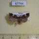 67744p Noctuidae Prometopus flavicollis Primorye $7