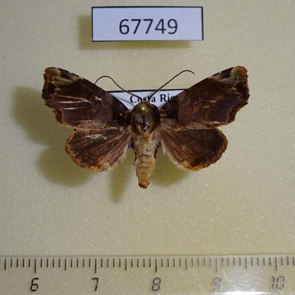 Noctuidae Drobeta sp. Costa Rica
