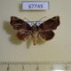 67749p Noctuidae Drobeta sp. Costa Rica $7
