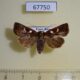 67750p Noctuidae Calymniodes acamas Costa Rica $5