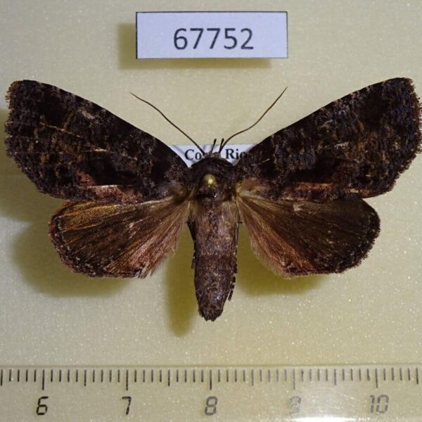 Noctuidae Encruphion xanthotricha Costa Rica