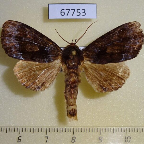 Noctuidae Cropia philosopha Costa Rica