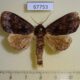 67753p Noctuidae Cropia philosopha Costa Rica $6