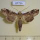 67754p Notodontiidae Nystalea aurachaconae Dominicana $10