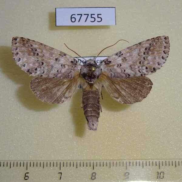 Notodontiidae Antillisa barbuti f Dominicana