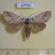 67755p Notodontiidae Antillisa barbuti f Dominicana $7
