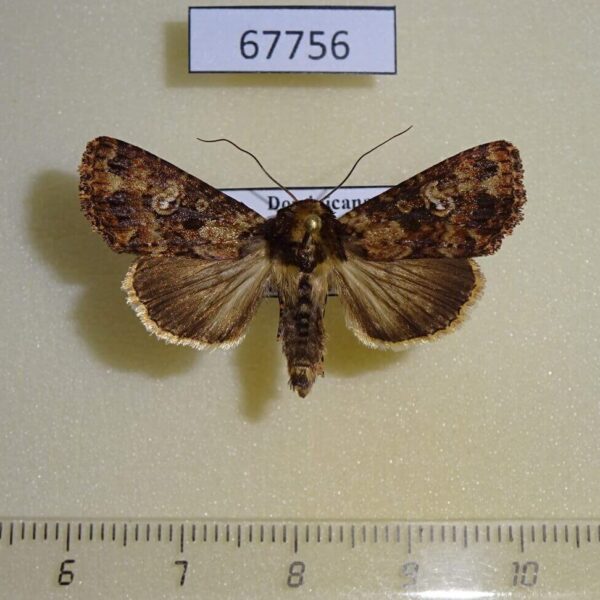 Noctuidae Condica sutor Dominicana