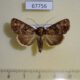 67756p Noctuidae Condica sutor Dominicana $7