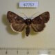 67757p Noctuidae Condica sutor Dominicana $8