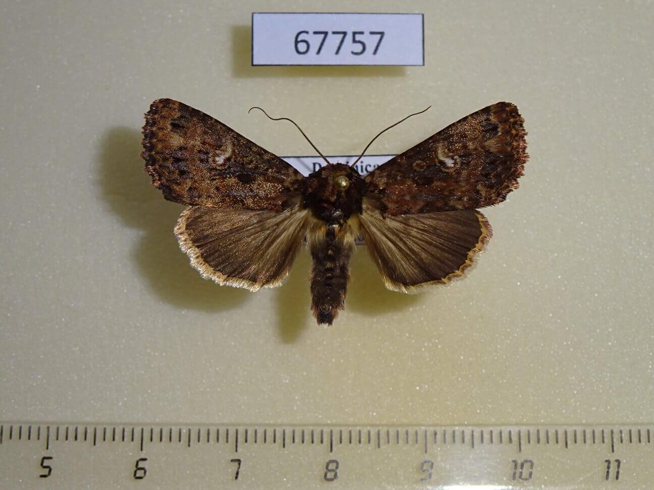 Noctuidae Condica sutor Dominicana - Fareastinsects