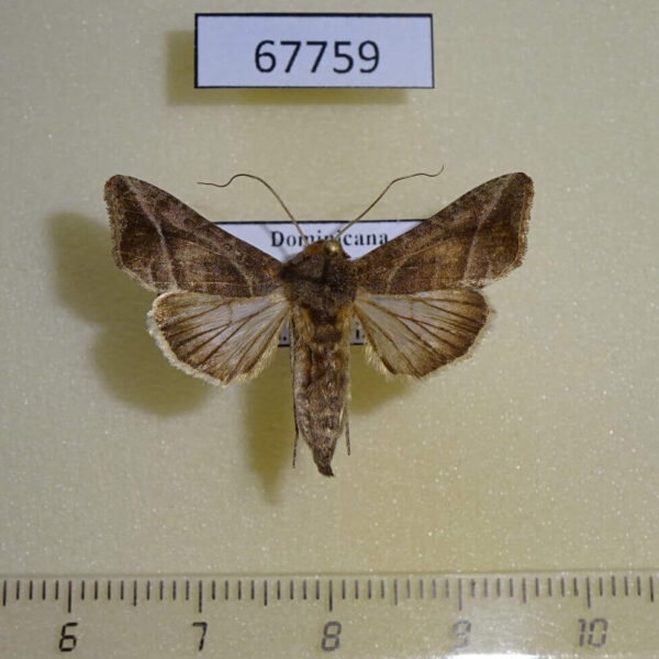 Noctuidae Notioplusia illustrata Dominicana