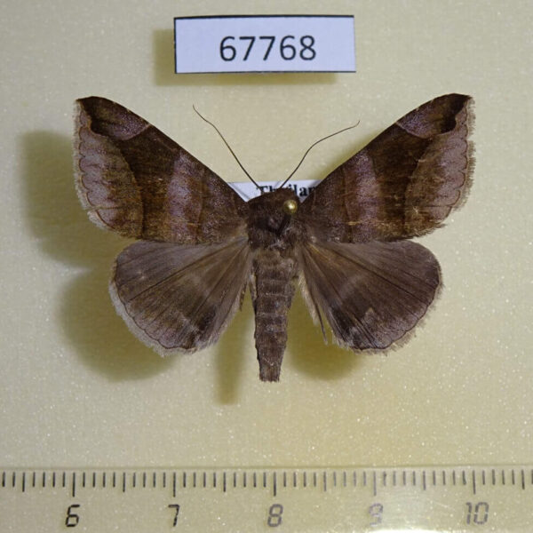 Noctuidae Bastilla amigdalis Thailand