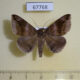 67768p Noctuidae Bastilla amigdalis Thailand $8