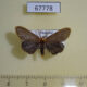 67778p Lymantridae Bembina albinotata Thailand $7