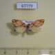 67779p Arctiidae Barsine pallinflexa Thailand $9