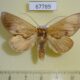 67789p Notodontiidae Hemiceras oleaginea f Costa Rica $8