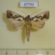 67792p Notodontiidae Lepasta maltha Costa Rica $9