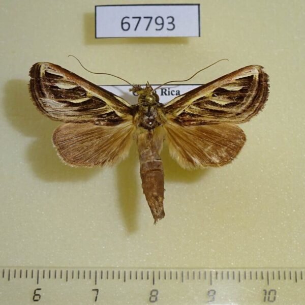 Notodontiidae Lepasta concordens Costa Rica