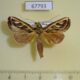 67793p Notodontiidae Lepasta concordens Costa Rica $6