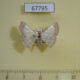 67795p Geometridae Gyostega simplex Costa Rica $9
