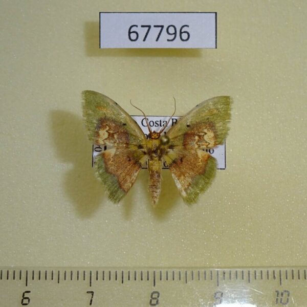 Geometridae Pyrochlora rhanis Costa Rica